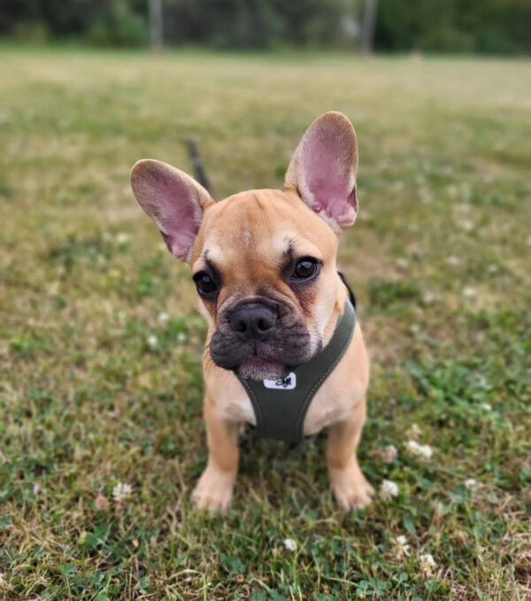 Fawn frenchie puppy for sale