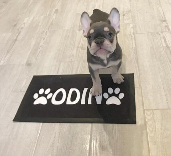 female frenchie for sale