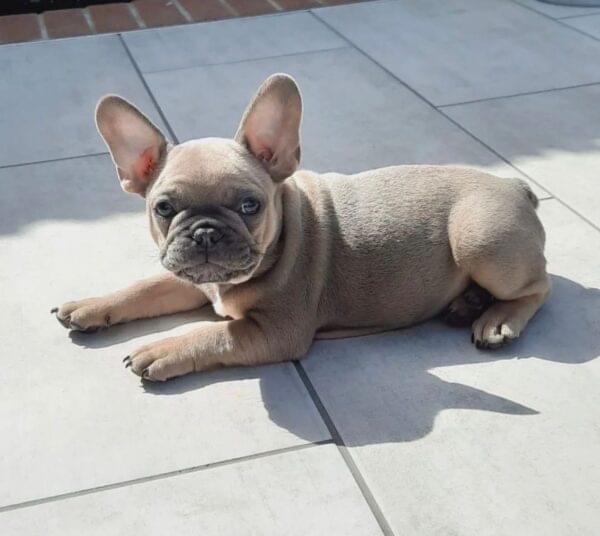 affordable frenchies for sale