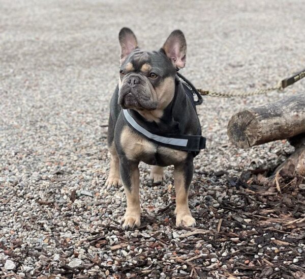 Affordable Frenchie Stud For Sale
