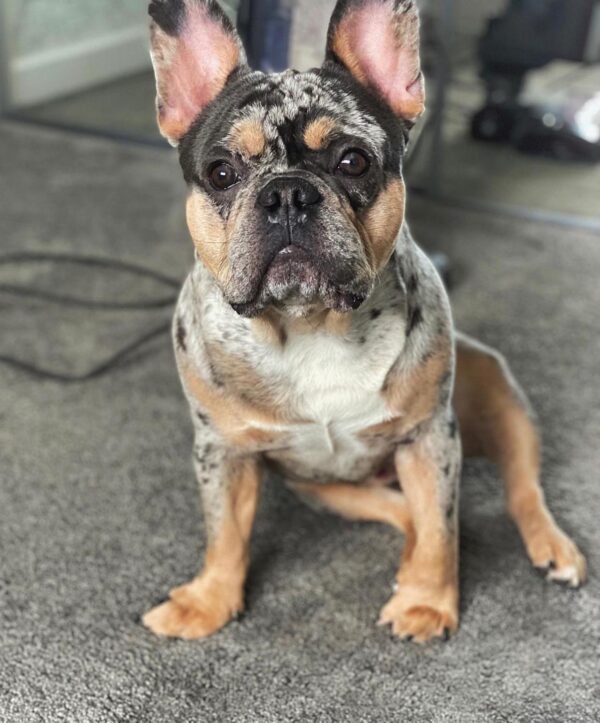 French Bulldog Stud Ready for Adoption