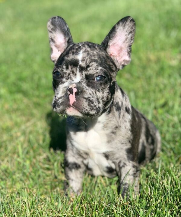 marle french bulldog for sale